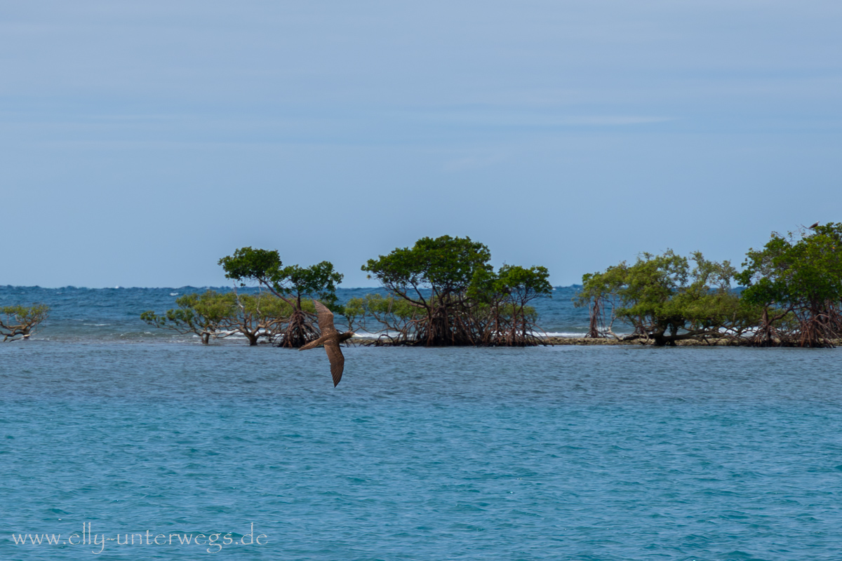 Riffhai nahe dem Boot bei Low Isles