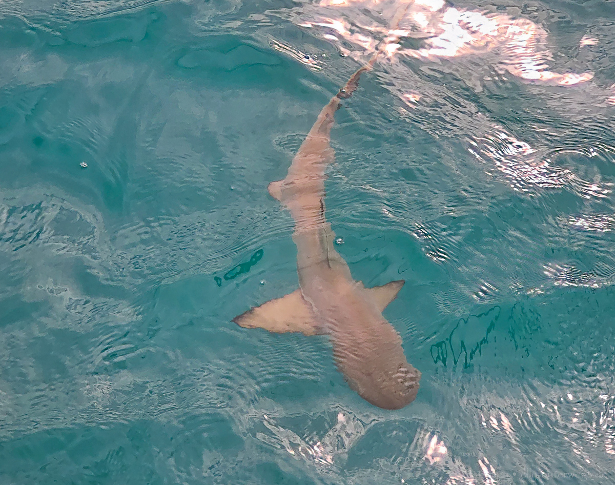 Rex Smeal Park in Port Douglas am Abend