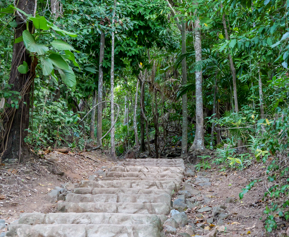 Dschungelpfad am 4 Mile Beach Lookout in Port Douglas