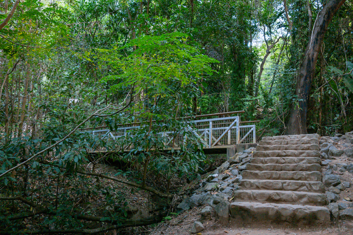 Blick durch Vegetation aufs Meer am Lookout bei Port Douglas