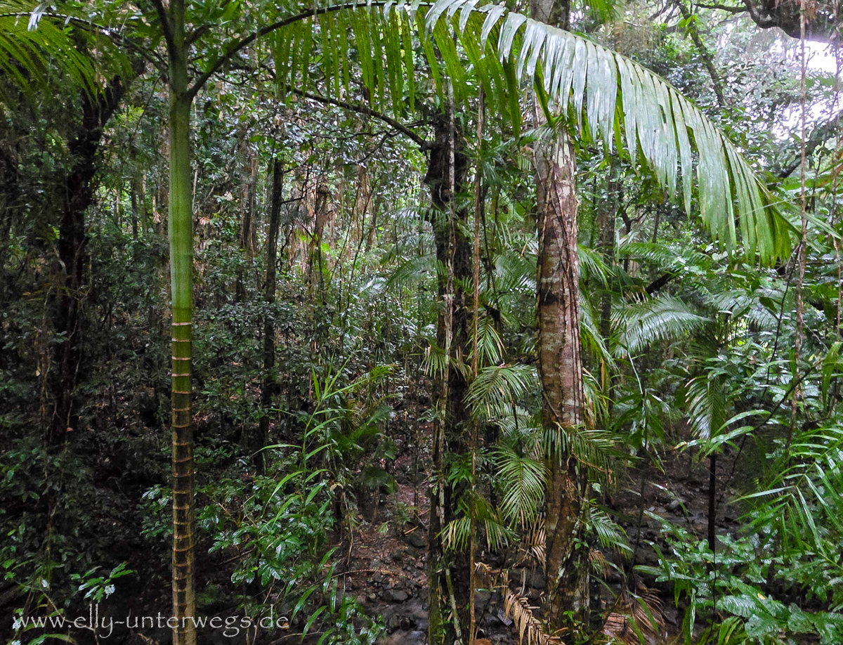 Tropischer Regenwald an der Mossman Gorge: Farne und dichtes Grün