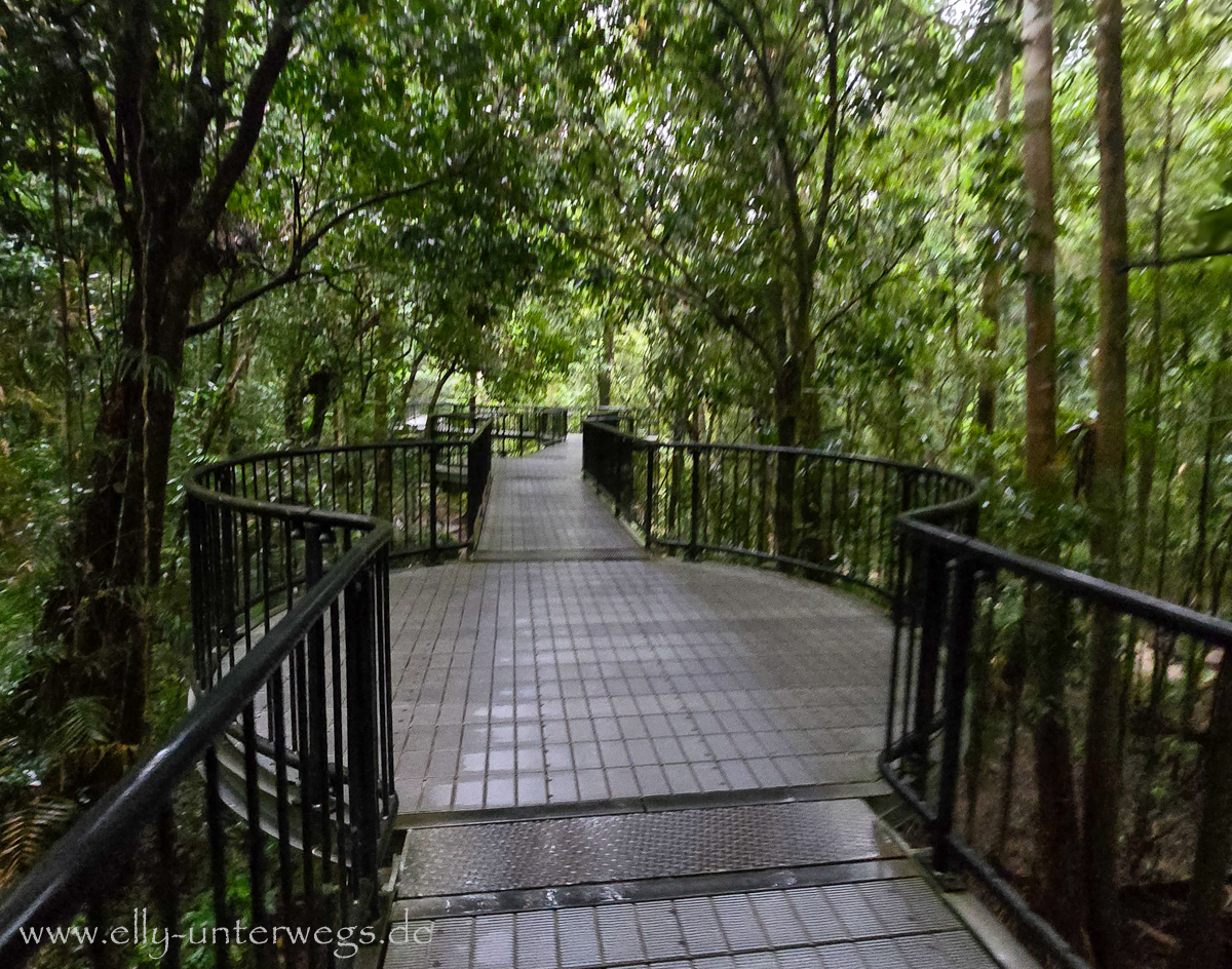 Mossman Gorge: Regenwaldpfad und Vegetation bei Regen