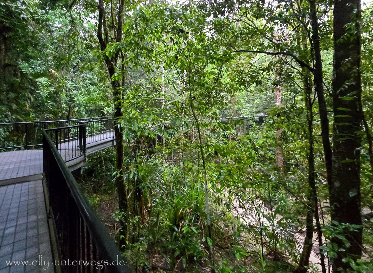 Mossman Gorge: Regenwalddetails und tropische Pflanzen