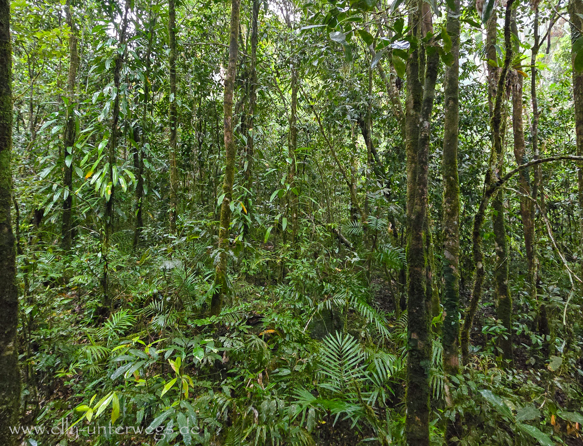 Mossman Gorge: dichter Regenwald entlang des Weges