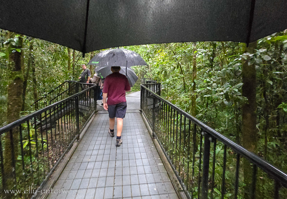 Regenwald an der Mossman Gorge: sattgrüne Vegetation bei Regen