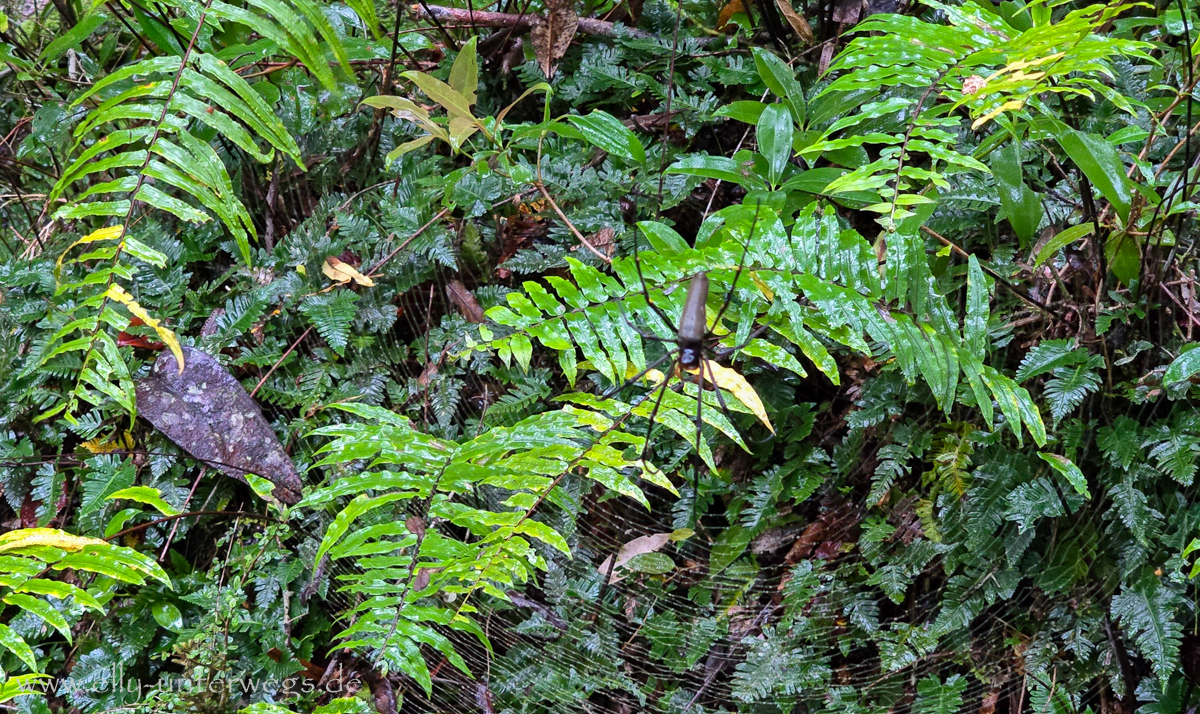 Spinnennetz im Regenwald: Golden Orb Web Spider im Zentrum