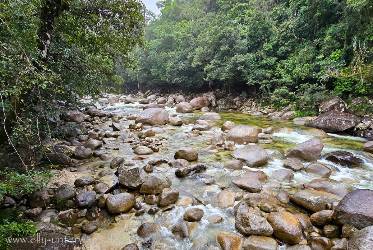 Mossman Gorge: Fluss und Regenwaldlandschaft bei grauem Wetter