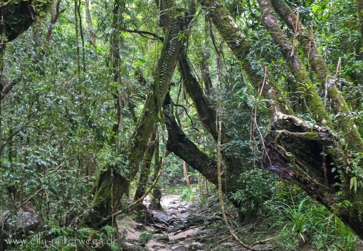 Mossman Gorge: Regenwaldszene mit nassen Blättern und Stämmen