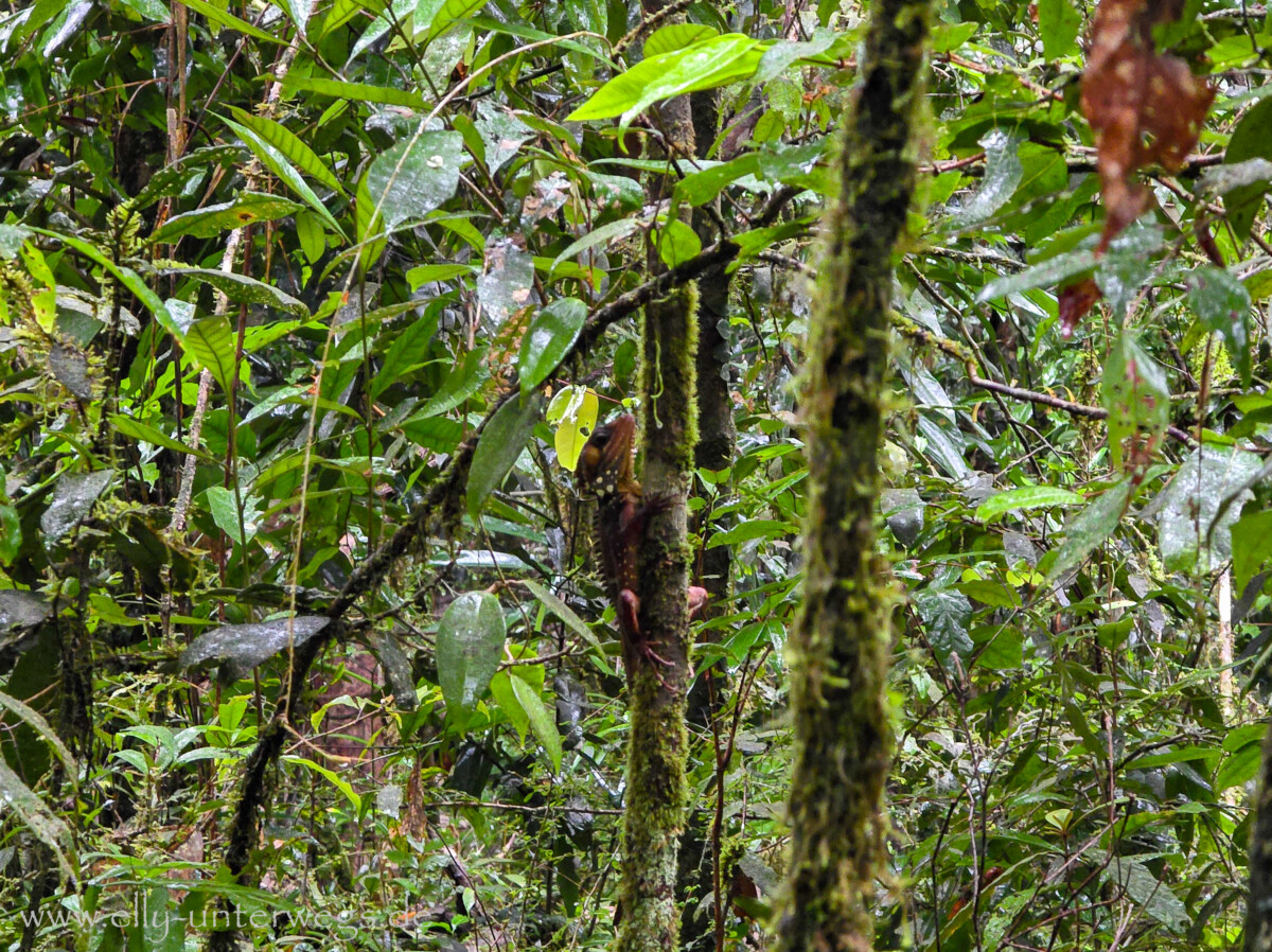 Mossman Gorge: Regenwald und Flusslandschaft im Grau