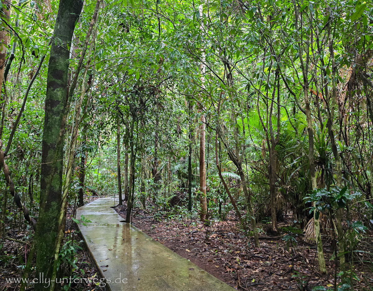 Daintree Rainforest: dichter Wald und tropische Pflanzen