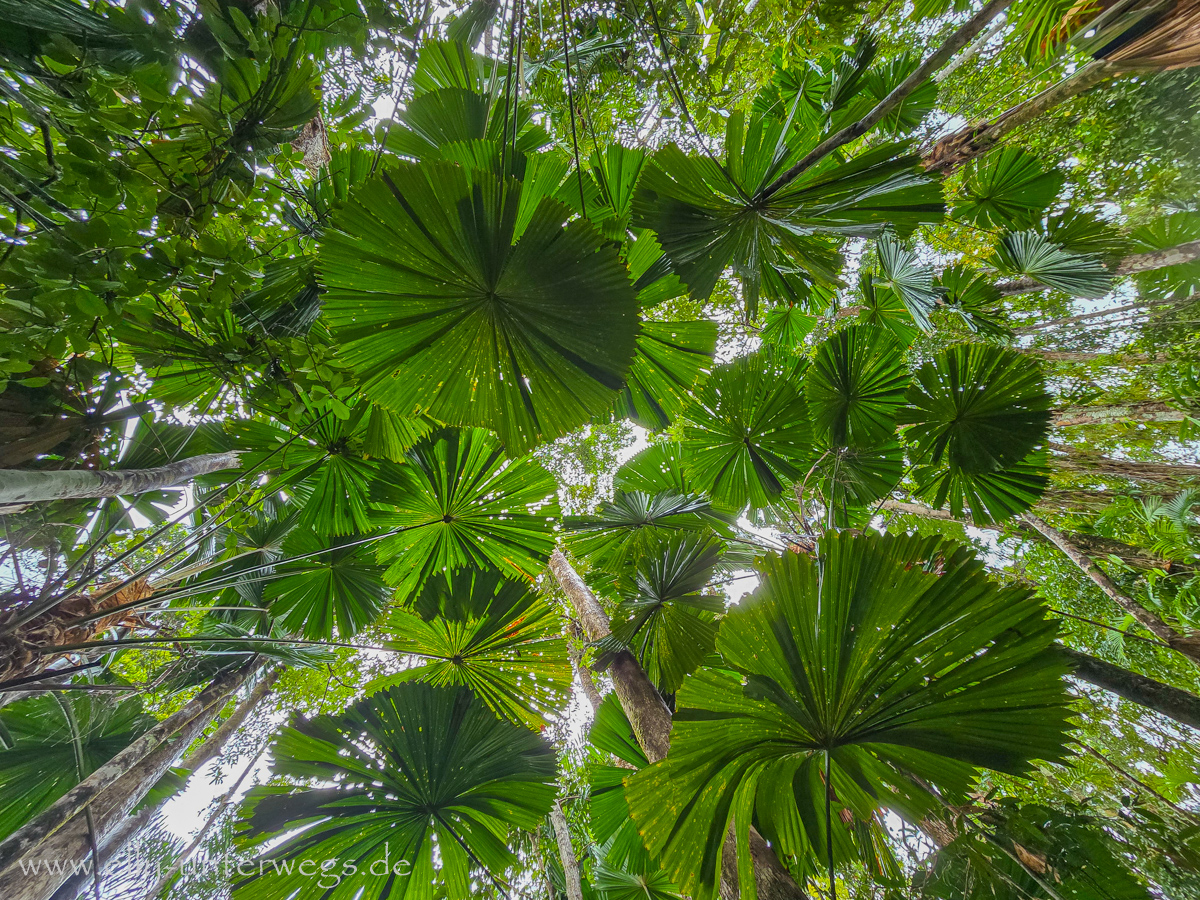 Daintree: Regenwaldimpression entlang des Walks