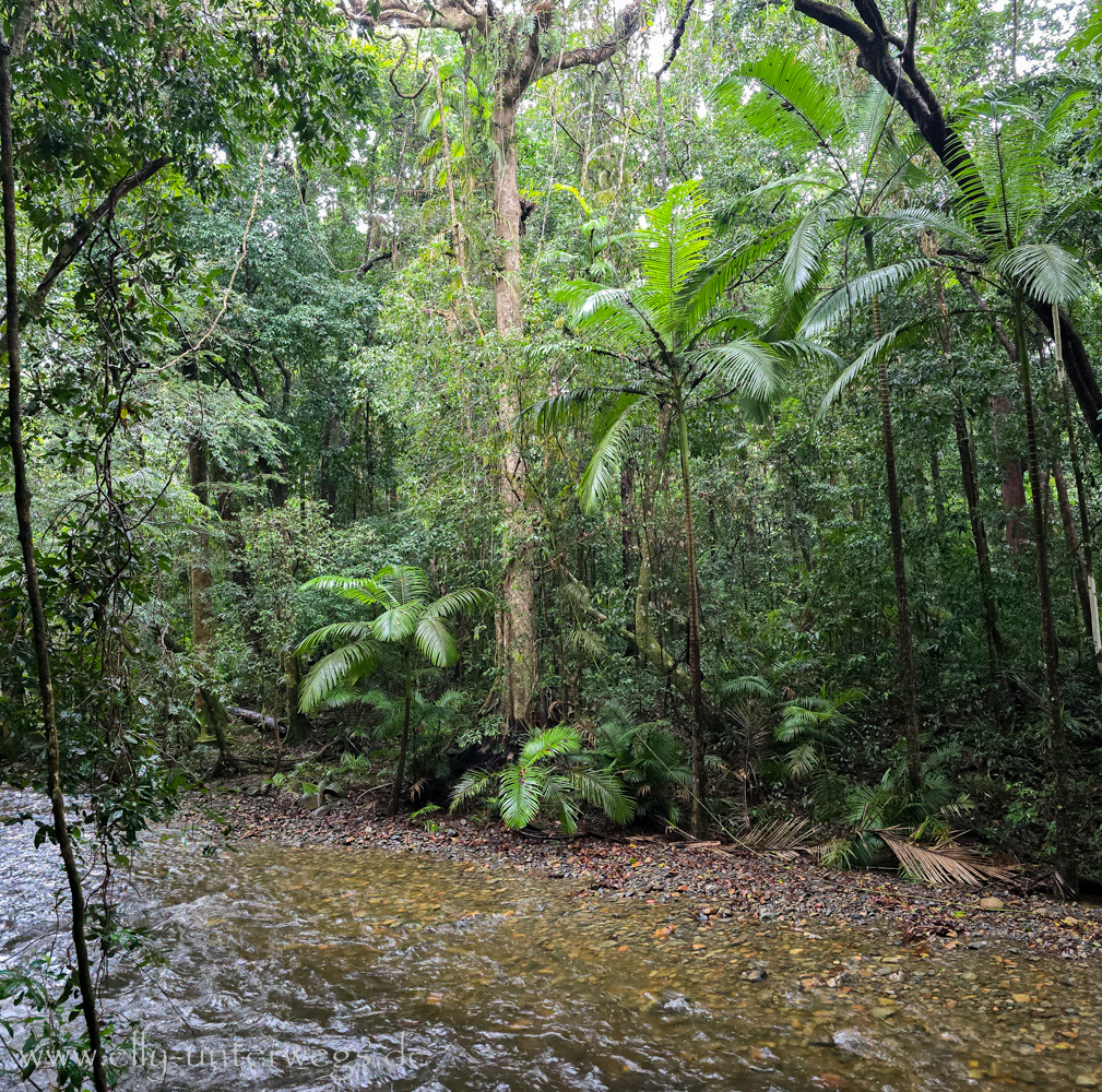 Daintree: Regenwaldszene mit üppigem Grün