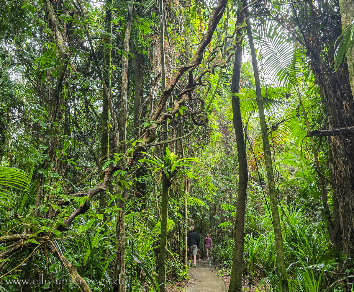 Australien: Der Daintree – ein Tag im Dschungel