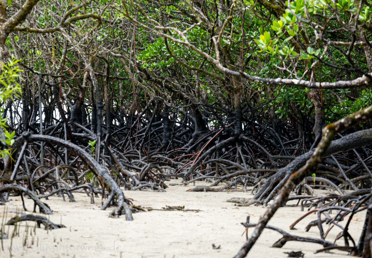 Cape Tribulation: Strand und tropische Vegetation im Regen