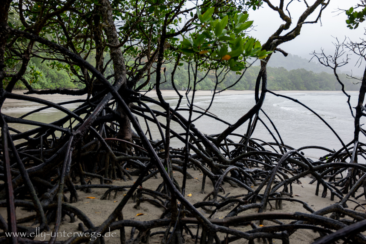 Mangroven am Strand von Cape Tribulation: Übergang zwischen Wald und Meer
