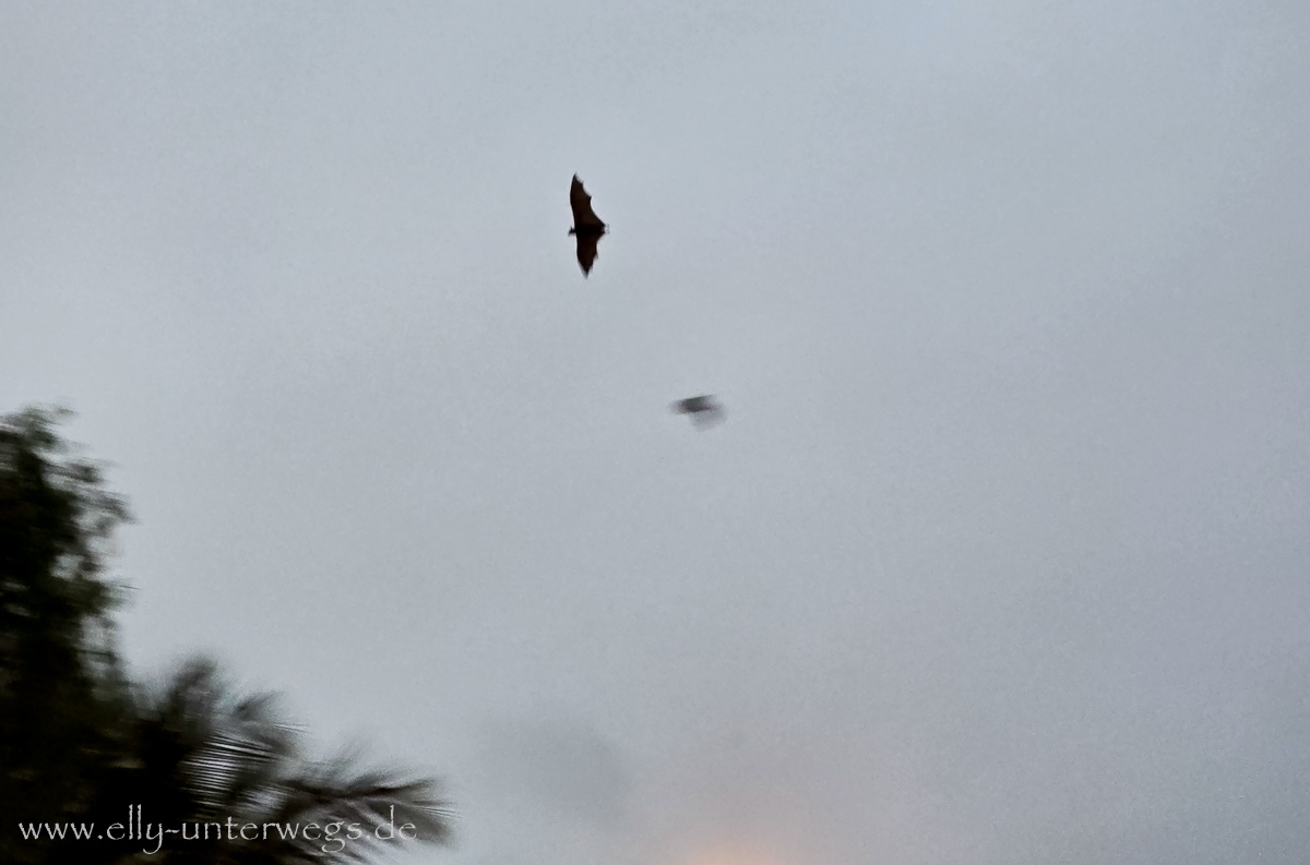 Flying Foxes in Port Douglas: Flughunde hängen in den Bäumen