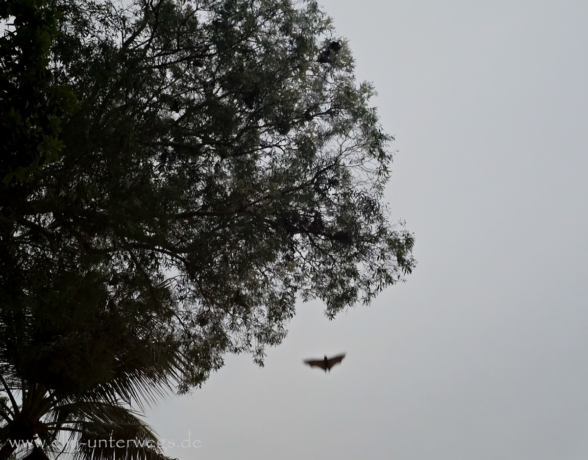 Flughunde am Abend: Flying Foxes im Baum und im dunklen Himmel