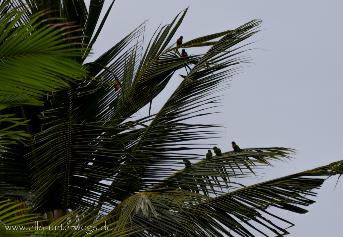 Papageien in Port Douglas am Abend: großer Schwarm in den Bäumen