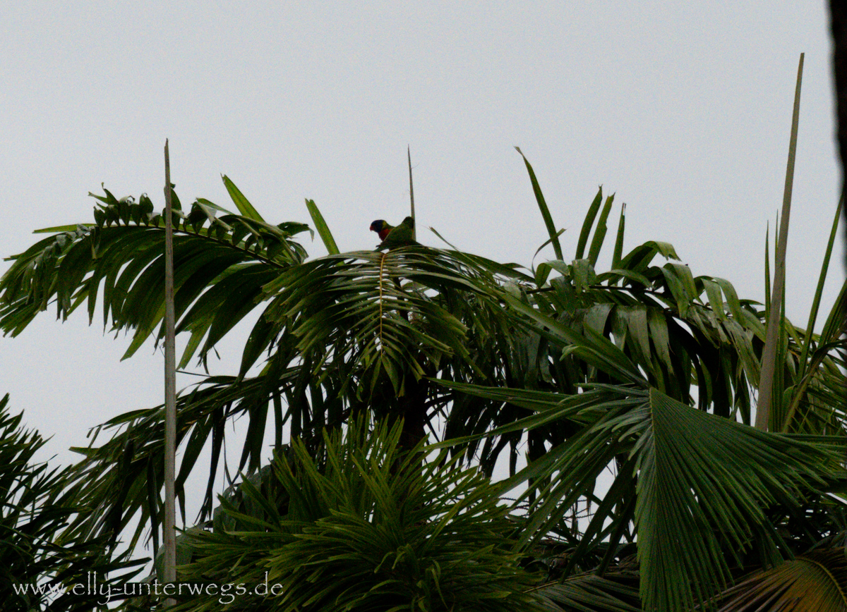 Bunte Papageien am Abend in Port Douglas: Vögel sammeln sich in Bäumen