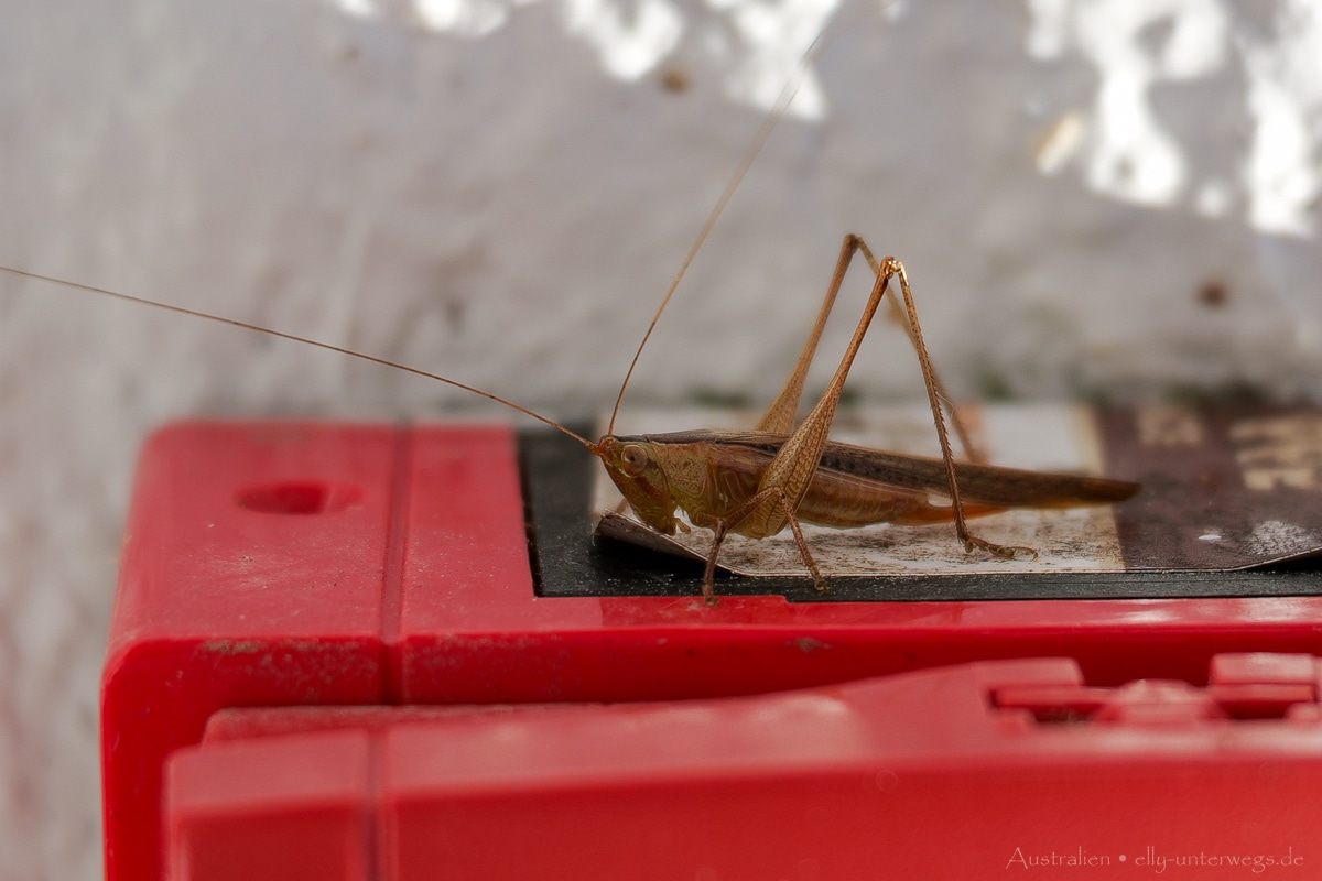 Mission Beach Beach 19