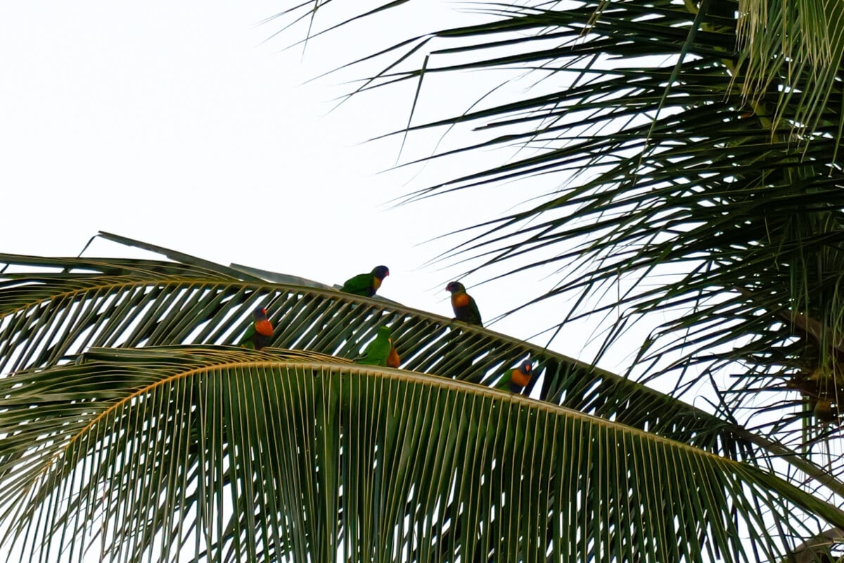 Mission Beach Beach 20