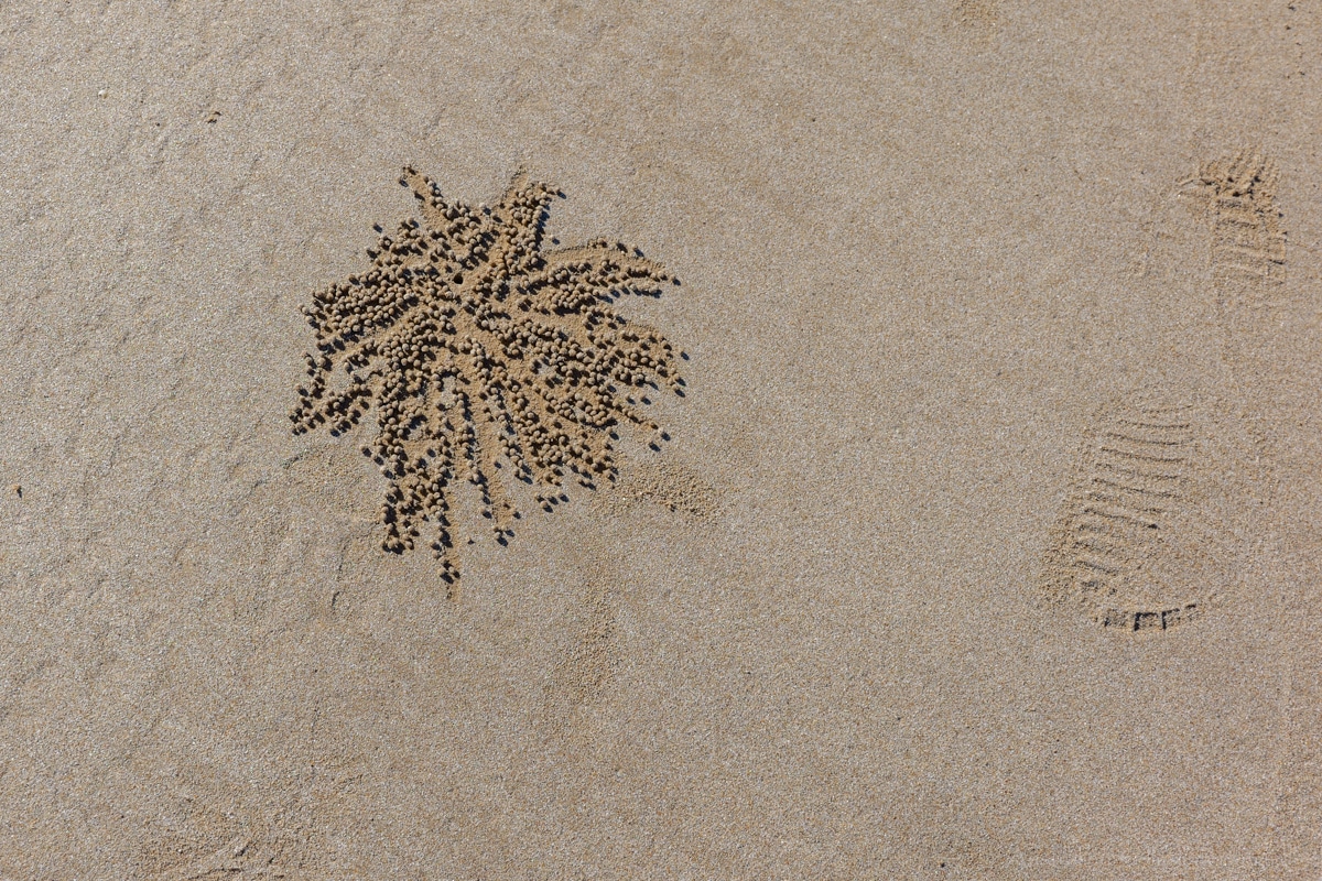 Mission Beach Beach 3