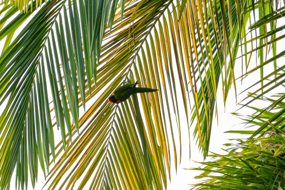 Mission Beach Beach 30