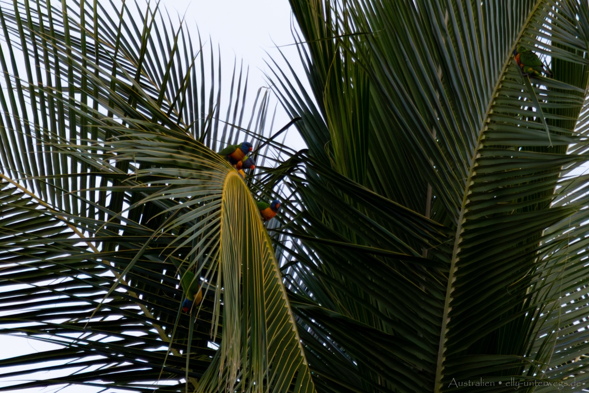 Mission Beach Sunset 8