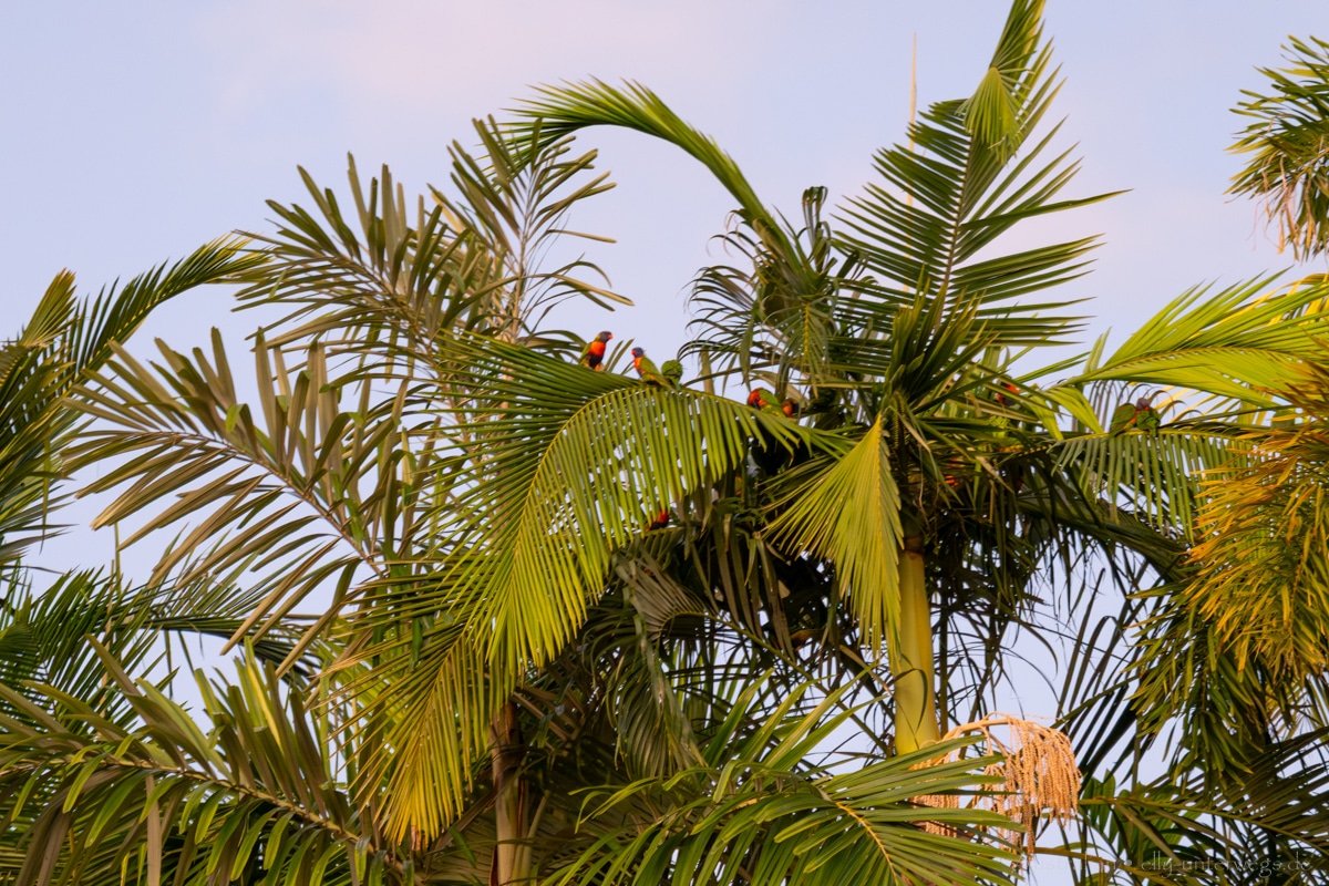 Mission Beach Sunrise 1a