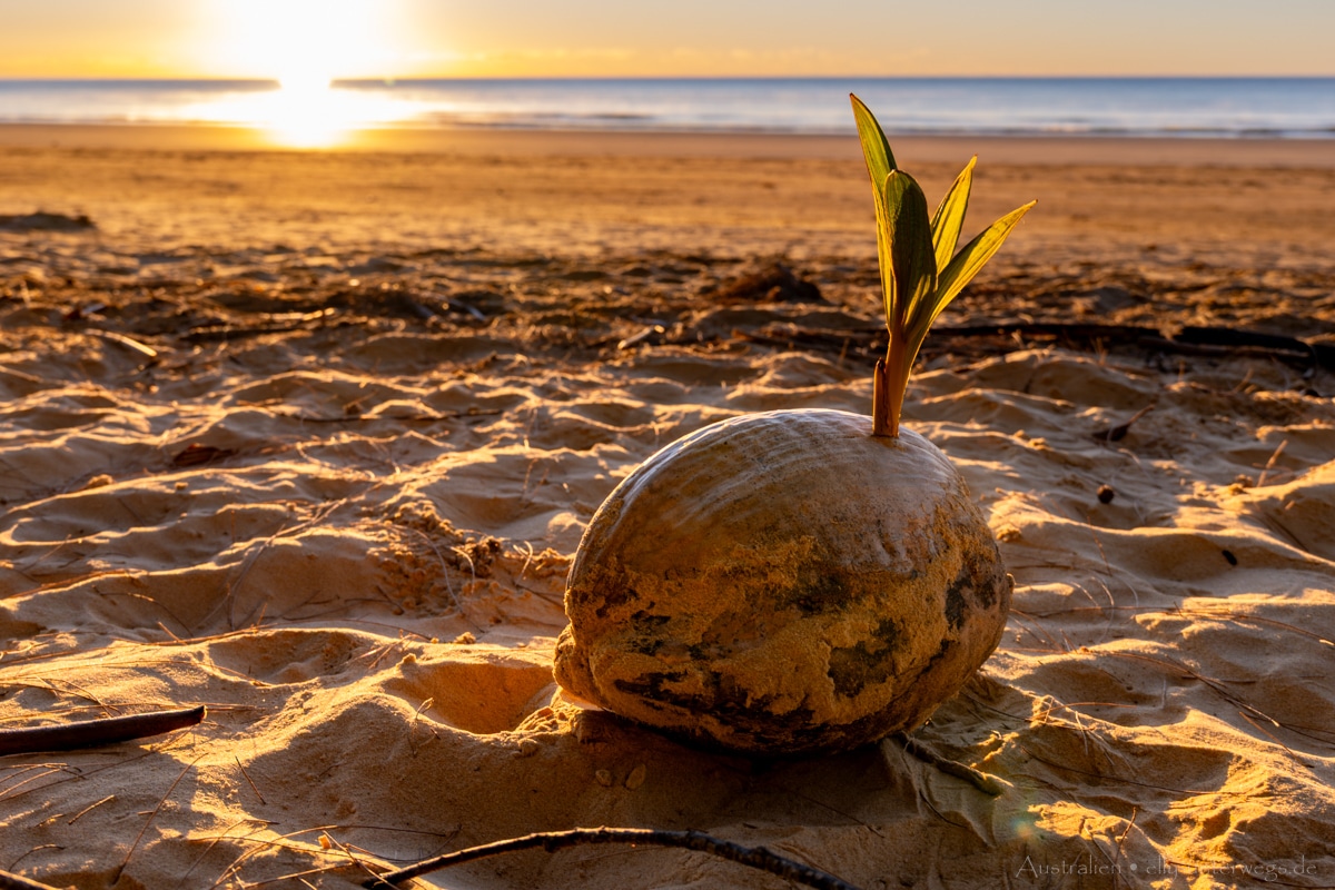 Mission Beach Sunrise 6