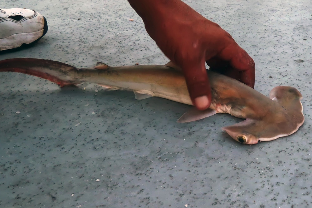 Hammerhai am Pier von Fort Myers Beach