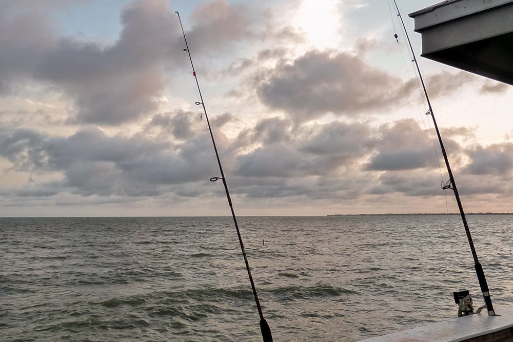 Kleiner Hai am Pier von Fort Myers Beach