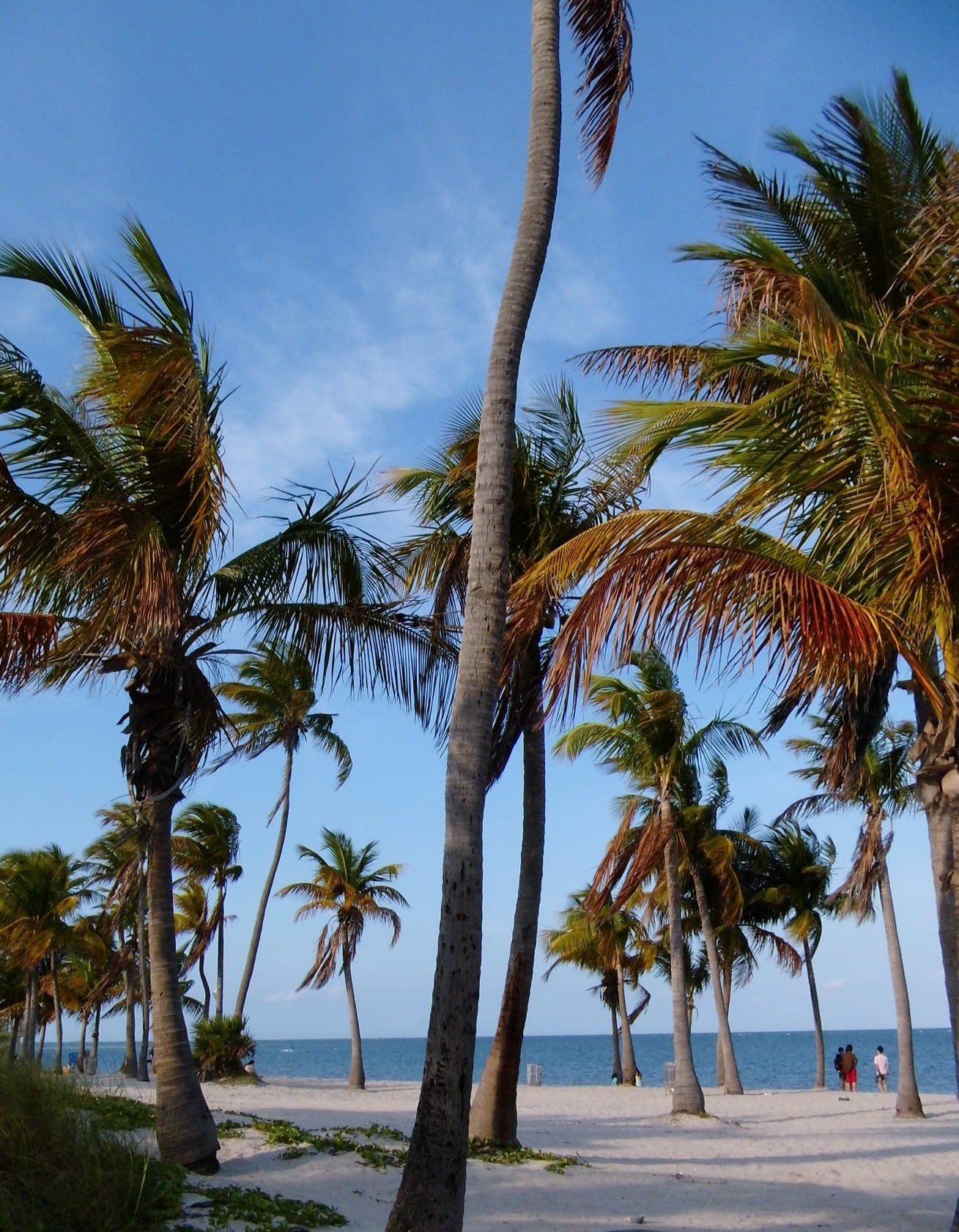 Florida mit Kindern: Crandon Beachpark auf Key Biscayne