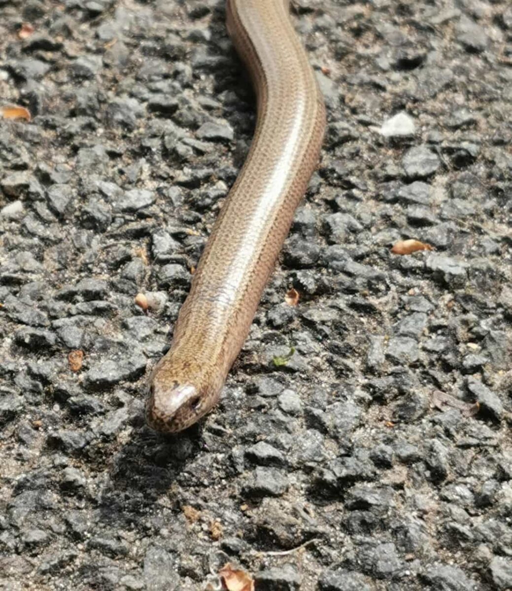 Blindschleiche im Teutoburger Wald bei Riesenbeck