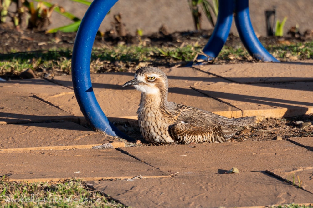 Vogel am Kissing Point Boardwalk in Townsville Queensland