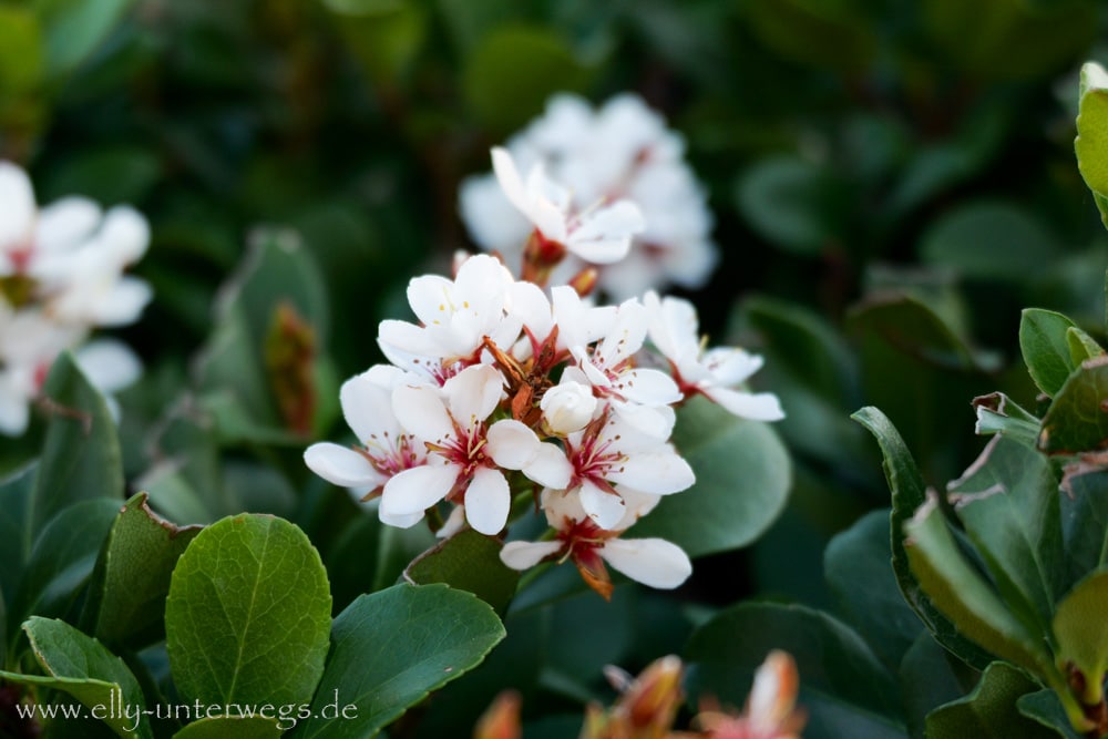 Weiße Blüten an der Strandpromenade in Townsville