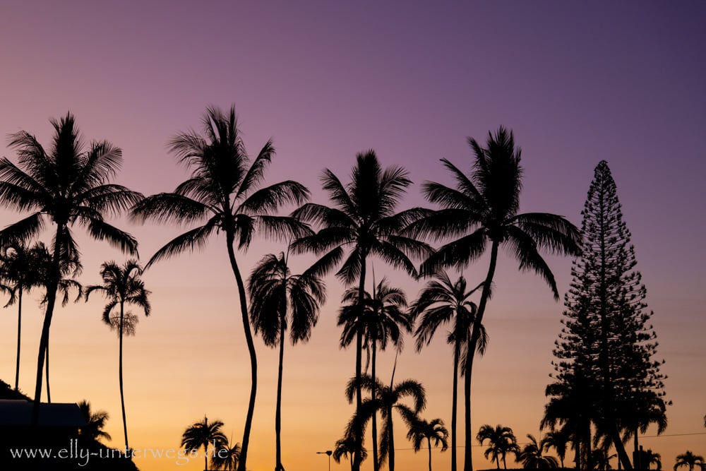 Palmen in der Dämmerung am Strand von Townsville