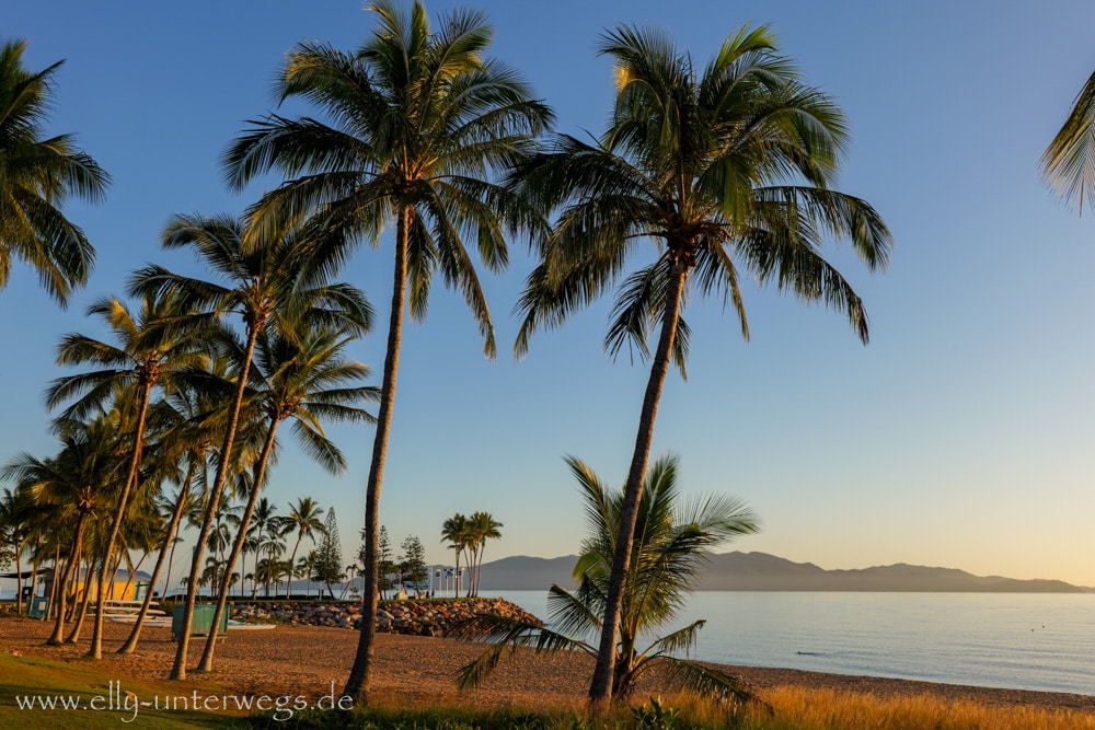 Palmen an der Strandpromenade von Townsville Queensland