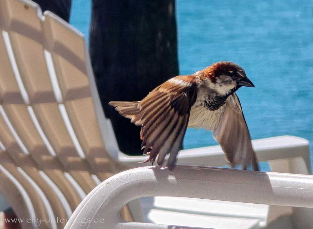 Vogel an der Strandpromenade in Townsville Queensland