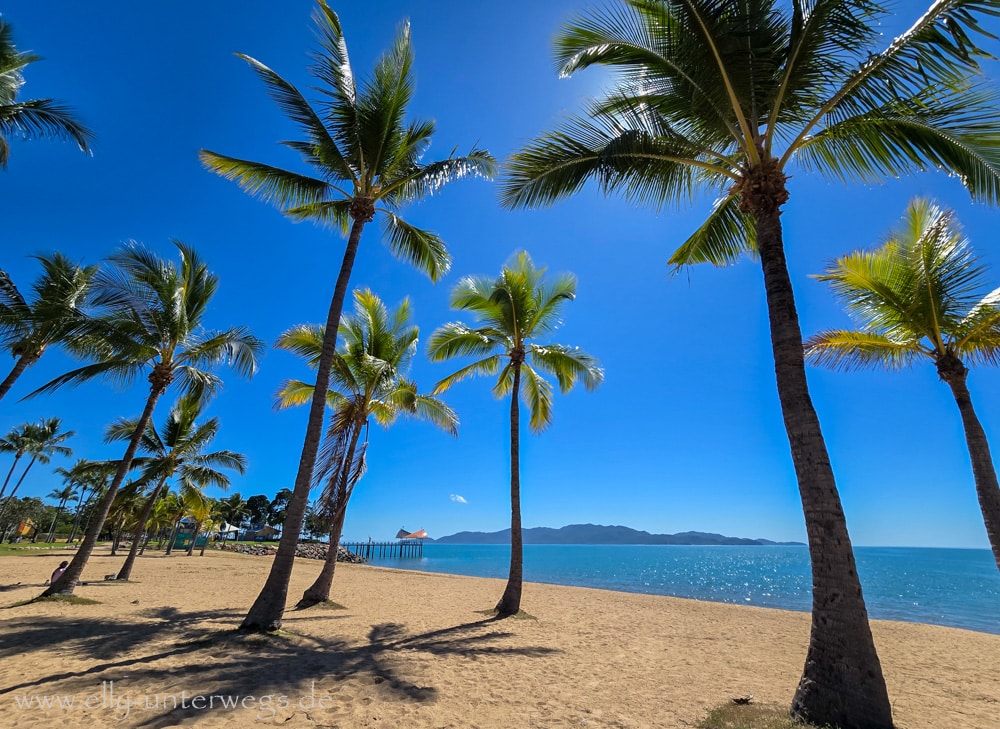 Palmenstrand in Townsville auf dem Weg zum Hafen