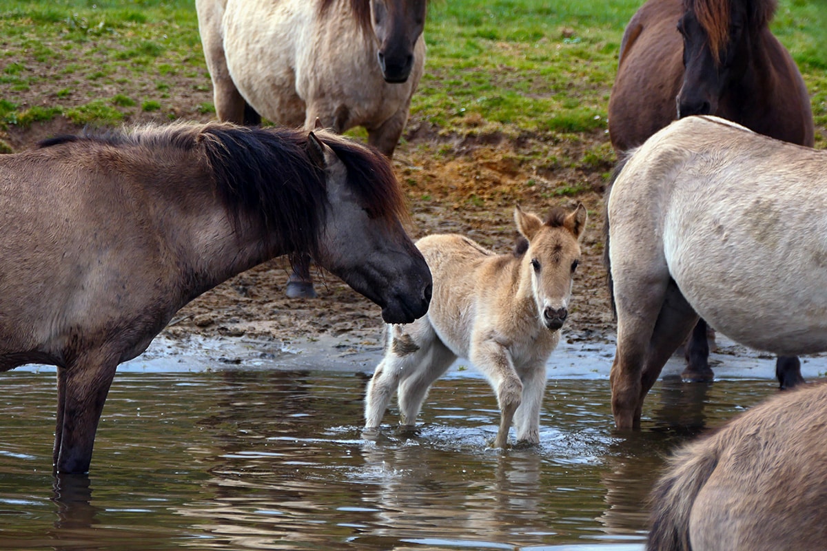 Bald als Bericht online: Die Wildpferde von Dülmen