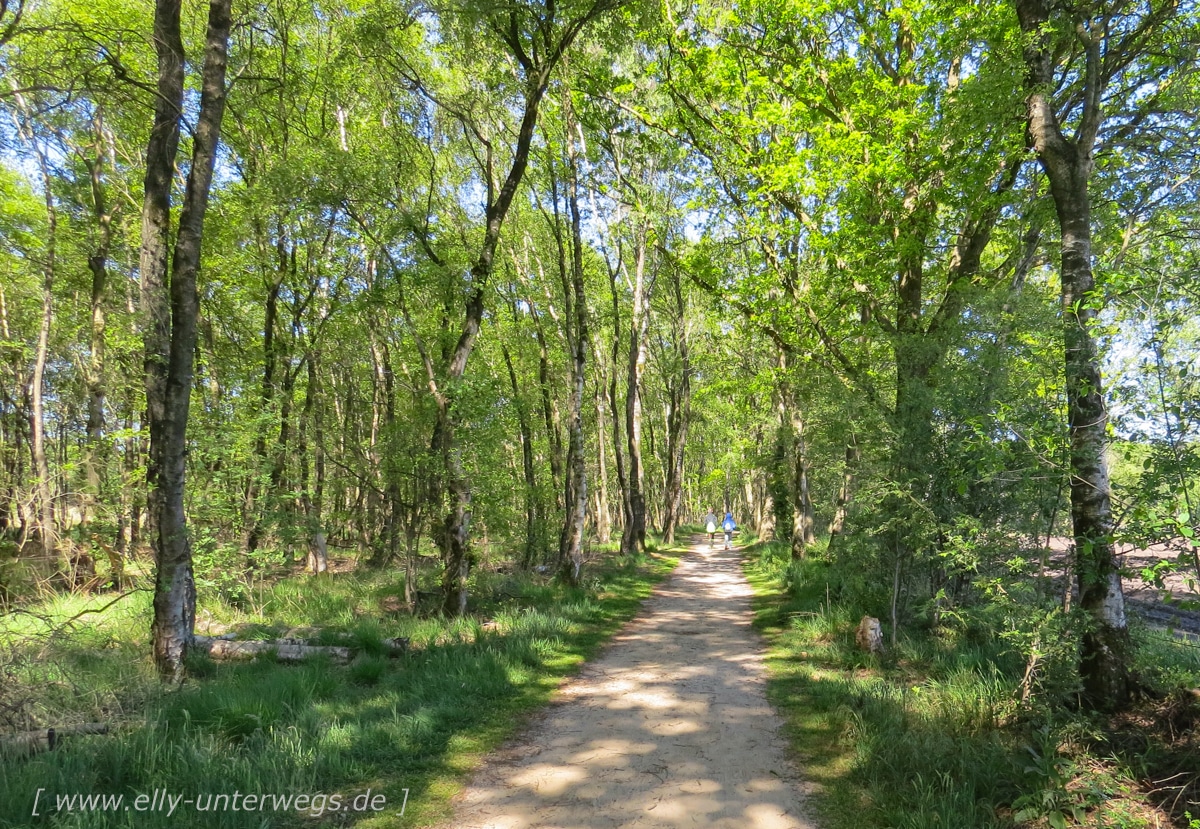 Natur am Rundweg im Zwillbrocker Venn