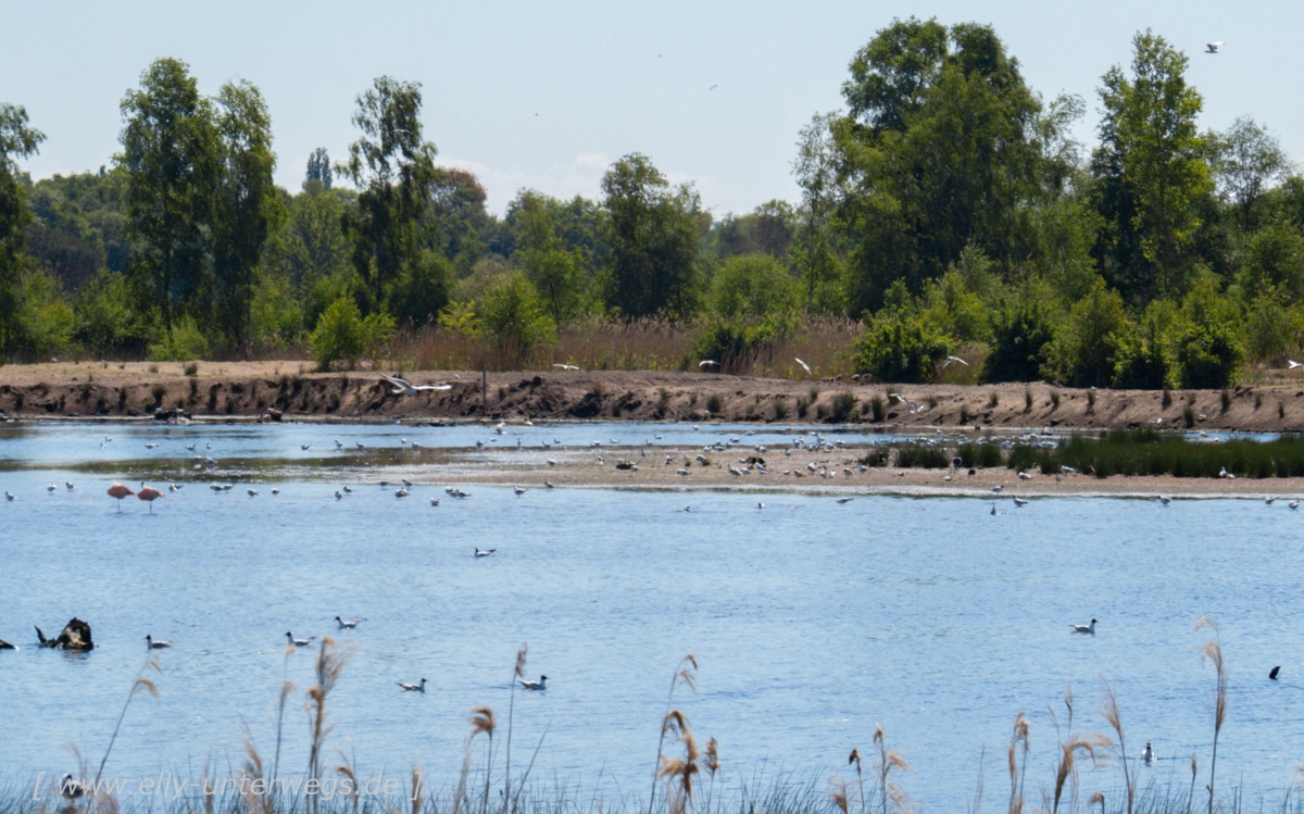 Möwen, Gänse, Enten und Flamingos auf dem See im Zwillbrocker Venn