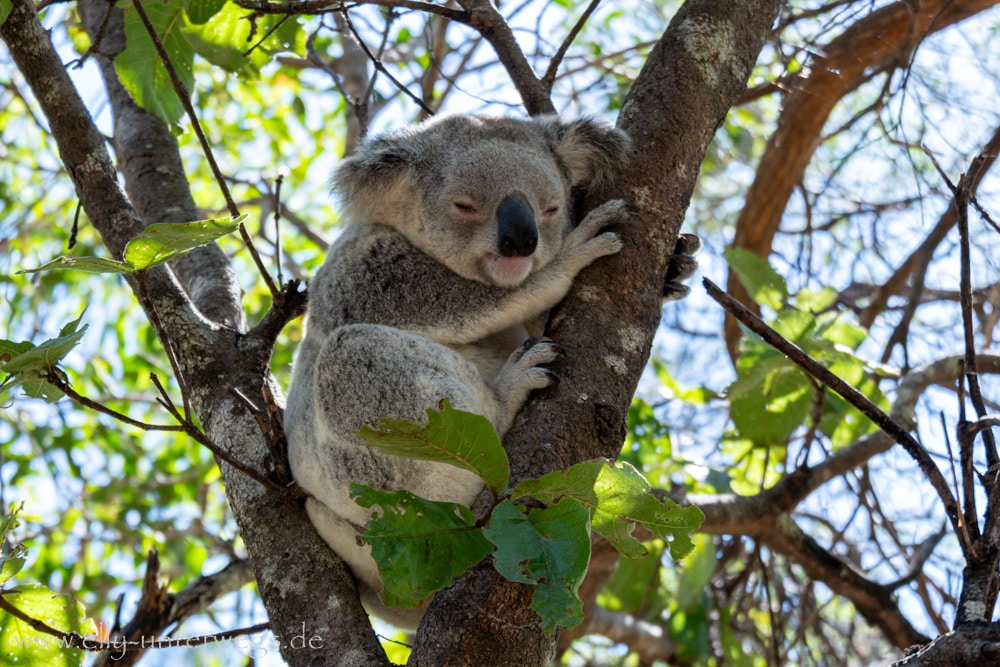 Magnetic Island: Unser Tag zwischen Koalas, Forts Walk und vielen Reisepannen