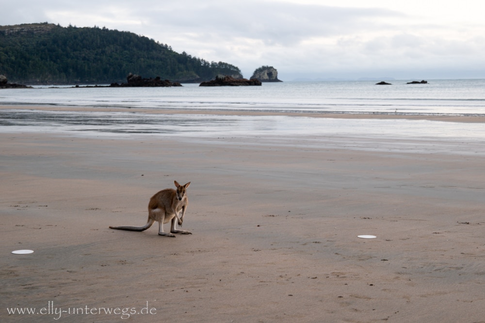 Kängurus und Wallabies am Strand von Cape Hillsborough am frühen Morgen