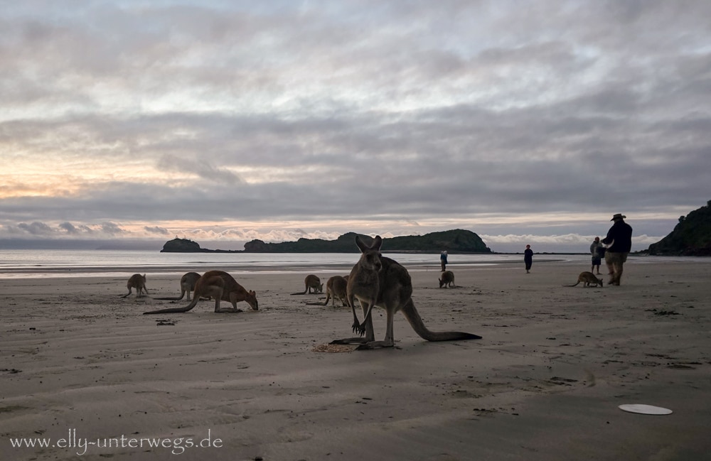 Känguru am Strand von Cape Hillsborough im Morgenlicht