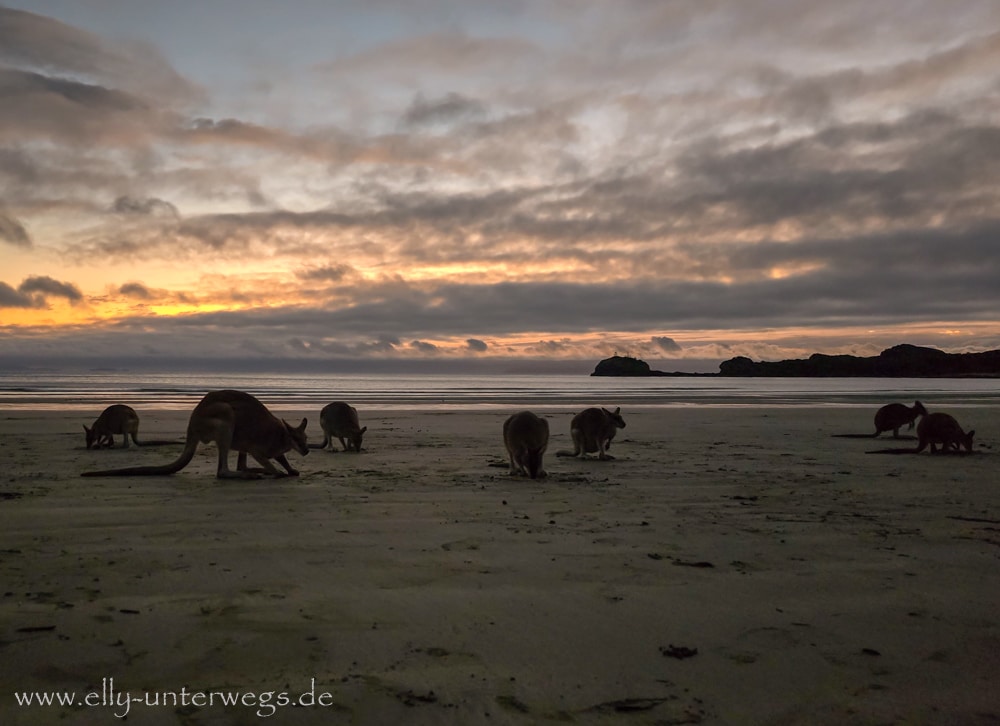 Kängurus und Wallabies am Cape Hillsborough bei Sonnenaufgang