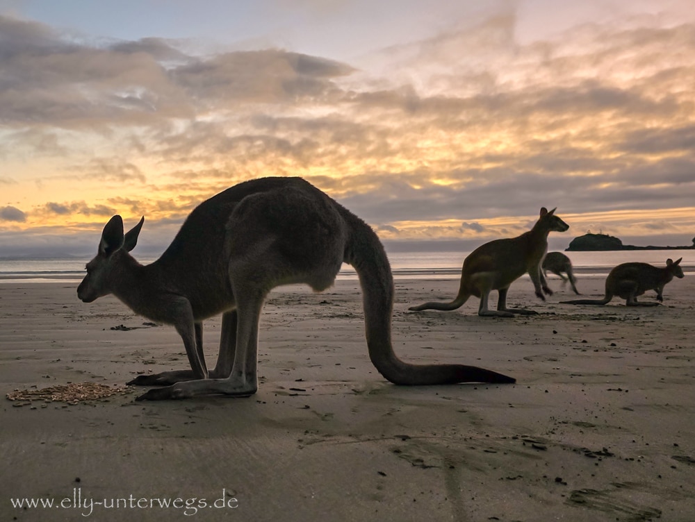 Kängurus und Wallabies am Strand von Cape Hillsborough