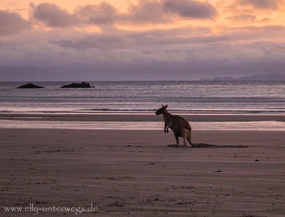 Kängurus und Wallabies am Strand von Cape Hillsborough im Morgenlicht