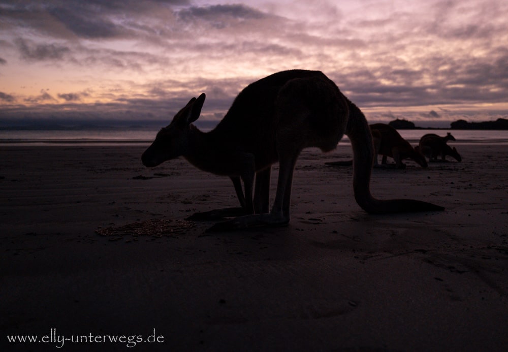 Kängurus und Wallabies am Strand von Cape Hillsborough im Morgenlicht